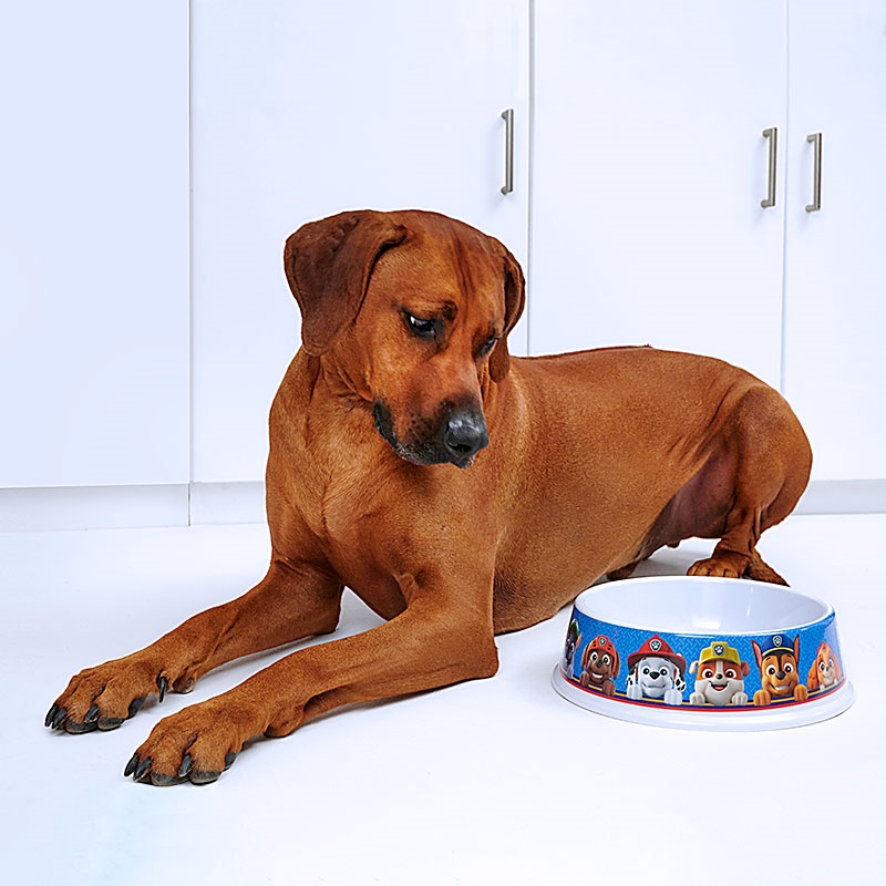 PAW Patrol Pet Bowl Large Dog Looking at Food
