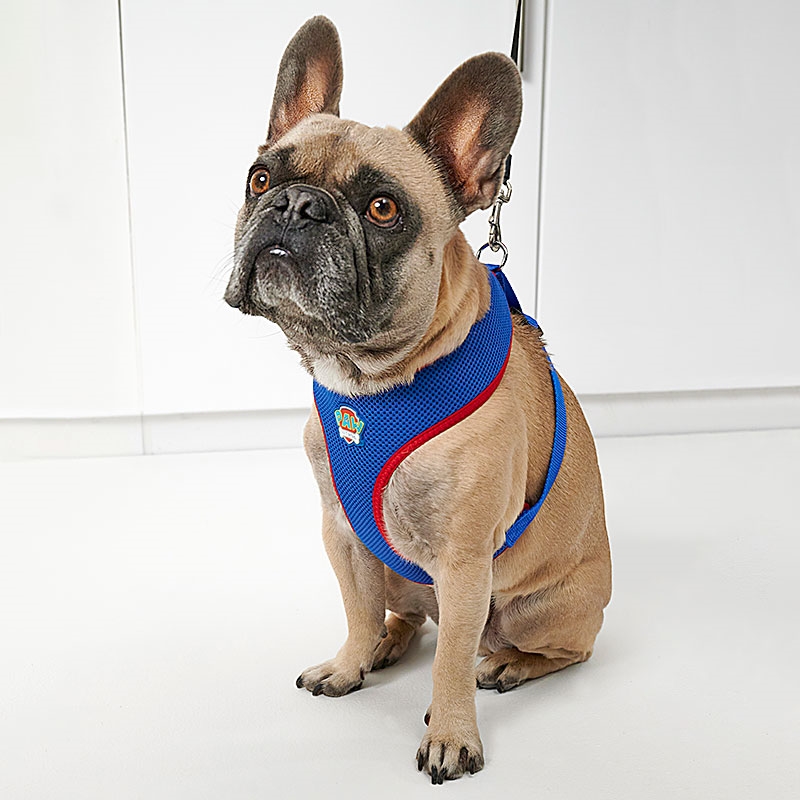 PAW Patrol Mesh Fabric Pet Harness Medium Dog Wearing